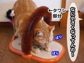 396 New爪研ぎ お散歩大好き猫ブログ