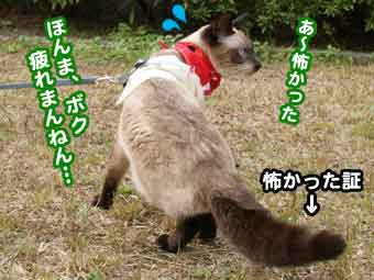 たぬき尻尾