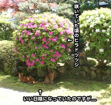 hachi1307.jpg
