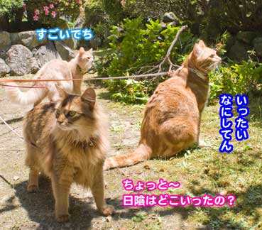 hachi2380.jpg