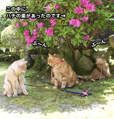 hachi1191.jpg