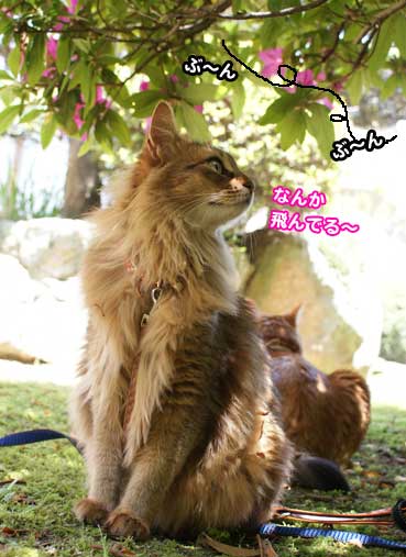 hachi1274.jpg