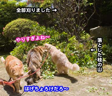 hachi2384.jpg