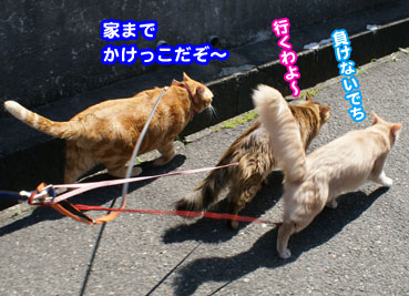 himo0706.jpg