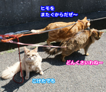 himo0708.jpg