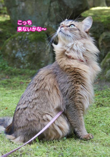 tori0868.jpg