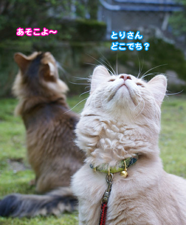 tori0895.jpg