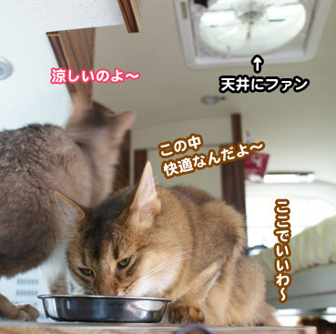 DSC00702.jpg