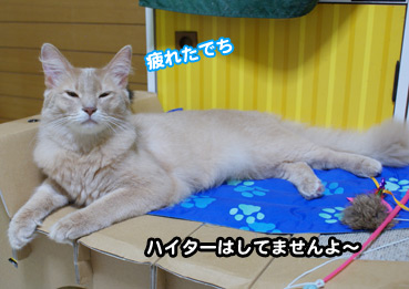 syanpu9724.jpg