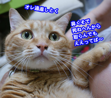 1532 猫の鼻くそ お散歩大好き猫ブログ