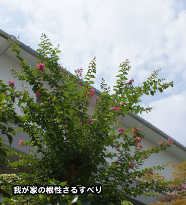 saru2312.jpg