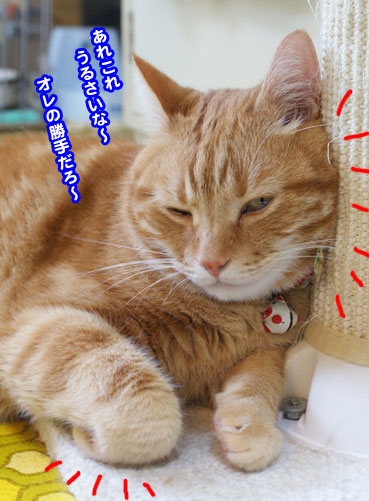 hen0042.jpg