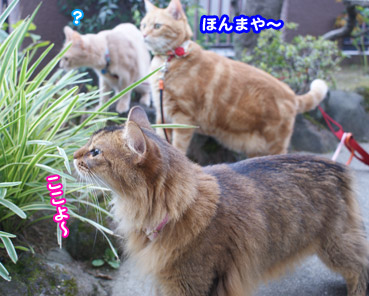 mushi3418.jpg
