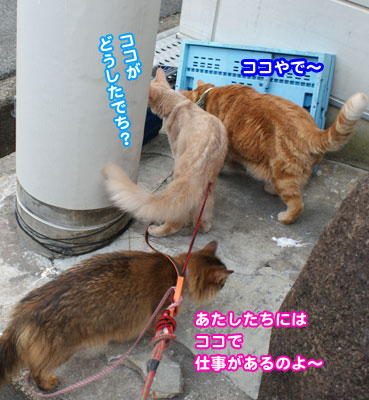 gomi1552.jpg