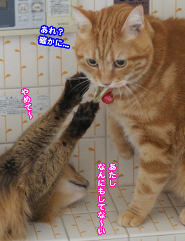 tobihi5690.jpg