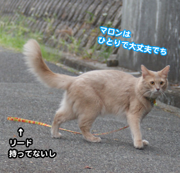 maro6174.jpg