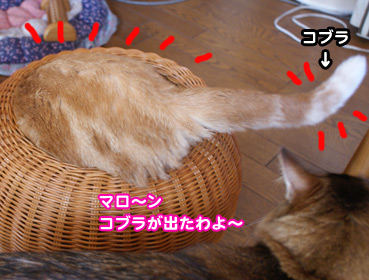 kago7252.jpg