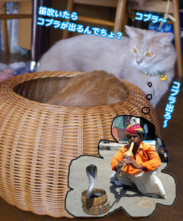kago7260.jpg