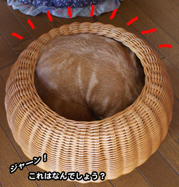 kago7281.jpg