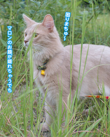 hage6257.jpg
