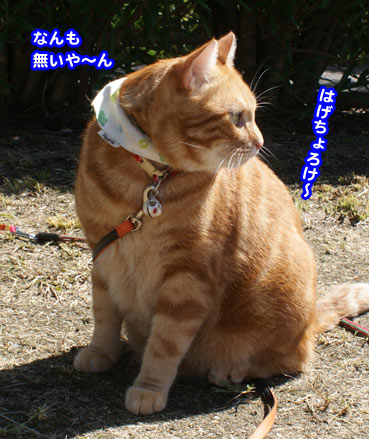 hage7441.jpg