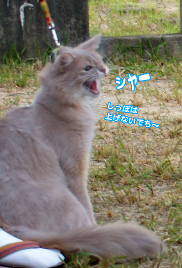 shipo0150.jpg
