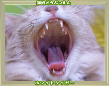 2011動物園7.jpg