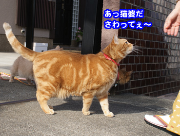 1246 猫の触り方 お散歩大好き猫ブログ