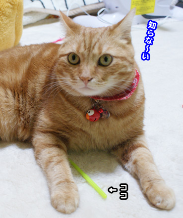 koware9906.jpg
