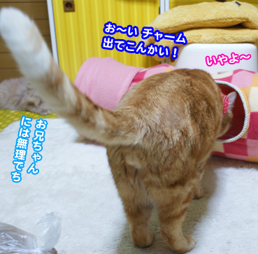 nobasu2088.jpg