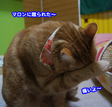jump3124.jpg
