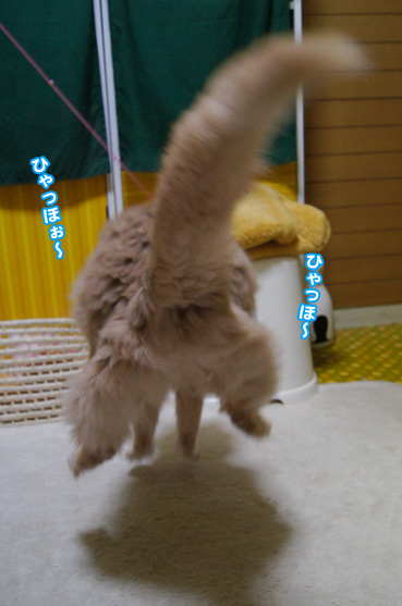 jump3170.jpg