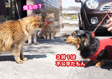 iinu4078.jpg