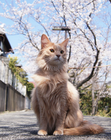 sakura4363.jpg