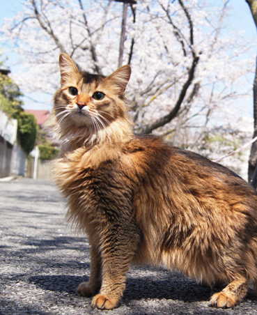 sakura4366.jpg