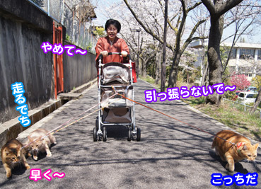 sakura4409.jpg