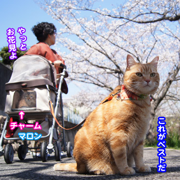 sakura4440.jpg