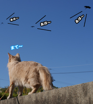 tori0241.jpg