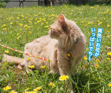 tanpopo5357.jpg