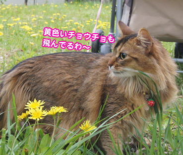 tanpopo5380.jpg