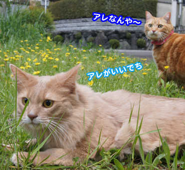 tanpopo5386.jpg