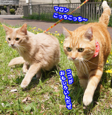 tanpopo5391.jpg