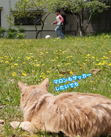 tanpopo5393.jpg