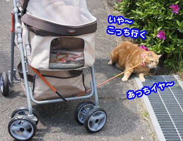rido5340.jpg