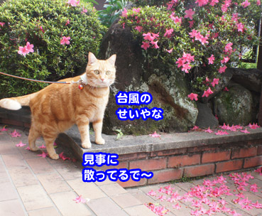 saku7597.jpg