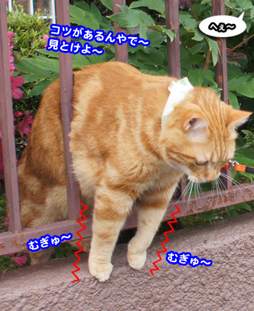 saku7654.jpg