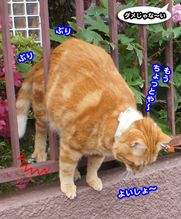 saku7662.jpg