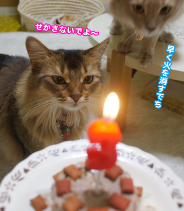 cake7806.jpg