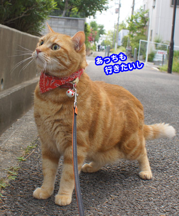 sanpo8124.jpg