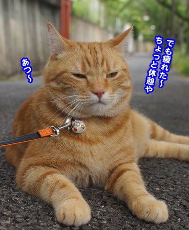 sanpo8166.jpg